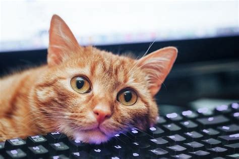 How Much Does a Website Redesign Cost? And Why Do Cats Love Keyboards So Much?