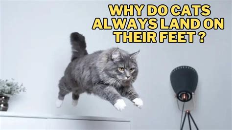 What software do YouTubers use to edit videos? And why do cats always land on their feet?